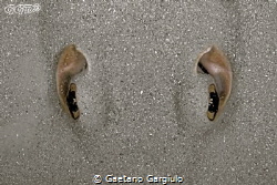 Hey!!!! watch your fins!!! by Gaetano Gargiulo 